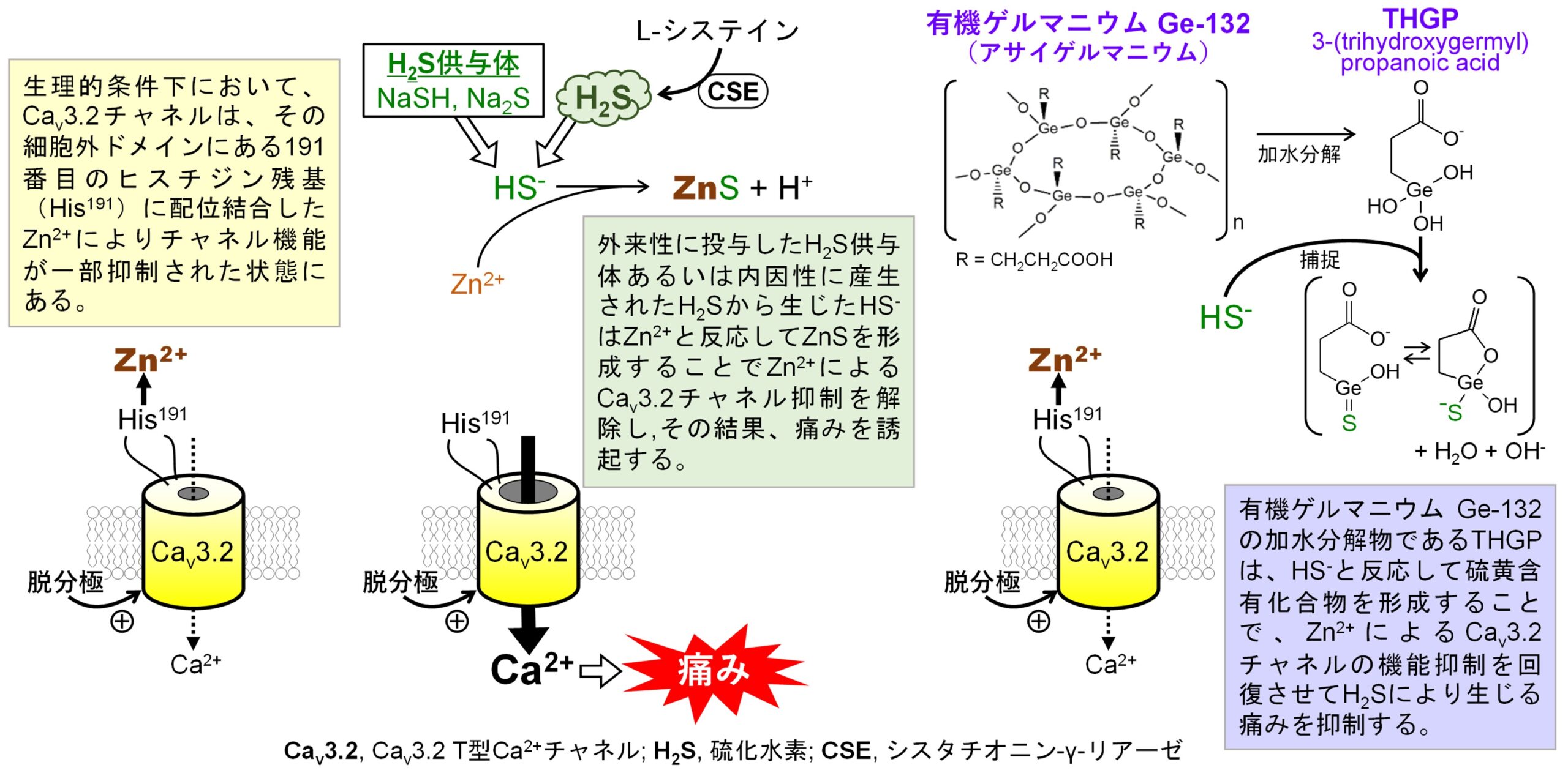 有機ゲルマニウムの鎮痛作用メカニズムを解明（難治性疼痛治療薬開発への応用に期待） | 株式会社浅井ゲルマニウム研究所